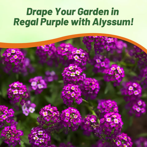 Outsidepride Oriental Nights Alyssum flowers attract bees and butterflies.