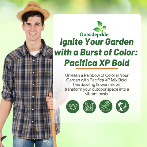 Outsidepride Pacifica XP Bold Mix Bed border plant – ideal for edging and color.