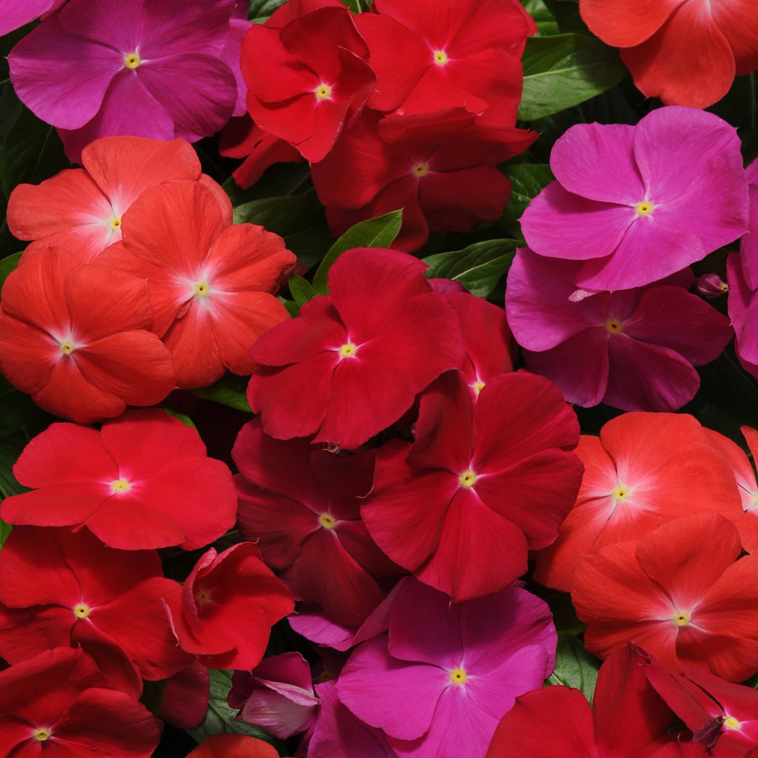 Outsidepride Pacifica XP Bold Mix Border edge display – blooms in full sun to partial shade.