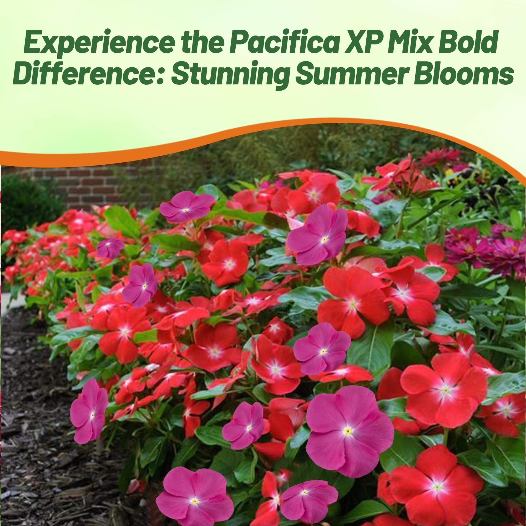 Outsidepride Pacifica XP Bold Mix Drought-tolerant vinca plant – thrives in hot dry conditions.