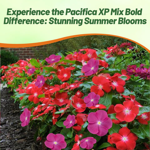 Outsidepride Pacifica XP Bold Mix Drought-tolerant vinca plant – thrives in hot dry conditions.
