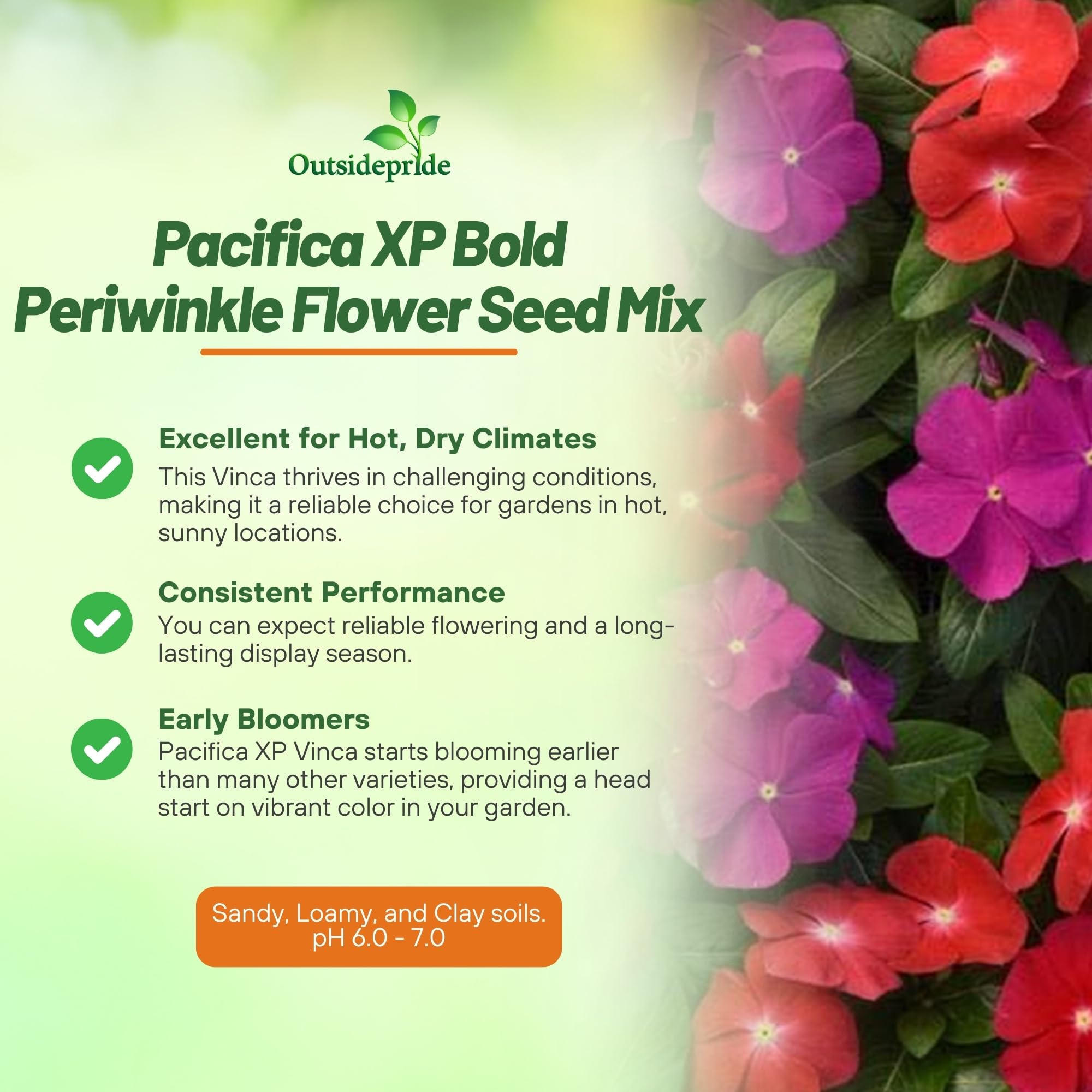 Outsidepride Pacifica XP Bold Mix Periwinkle bloom closeup – vivid red and purple petals brighten beds.