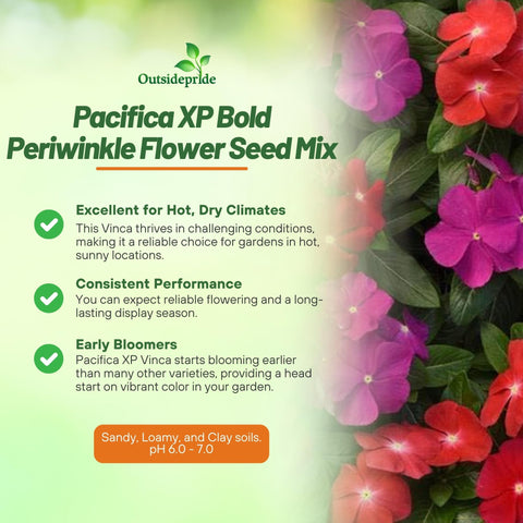 Outsidepride Pacifica XP Bold Mix Periwinkle bloom closeup – vivid red and purple petals brighten beds.