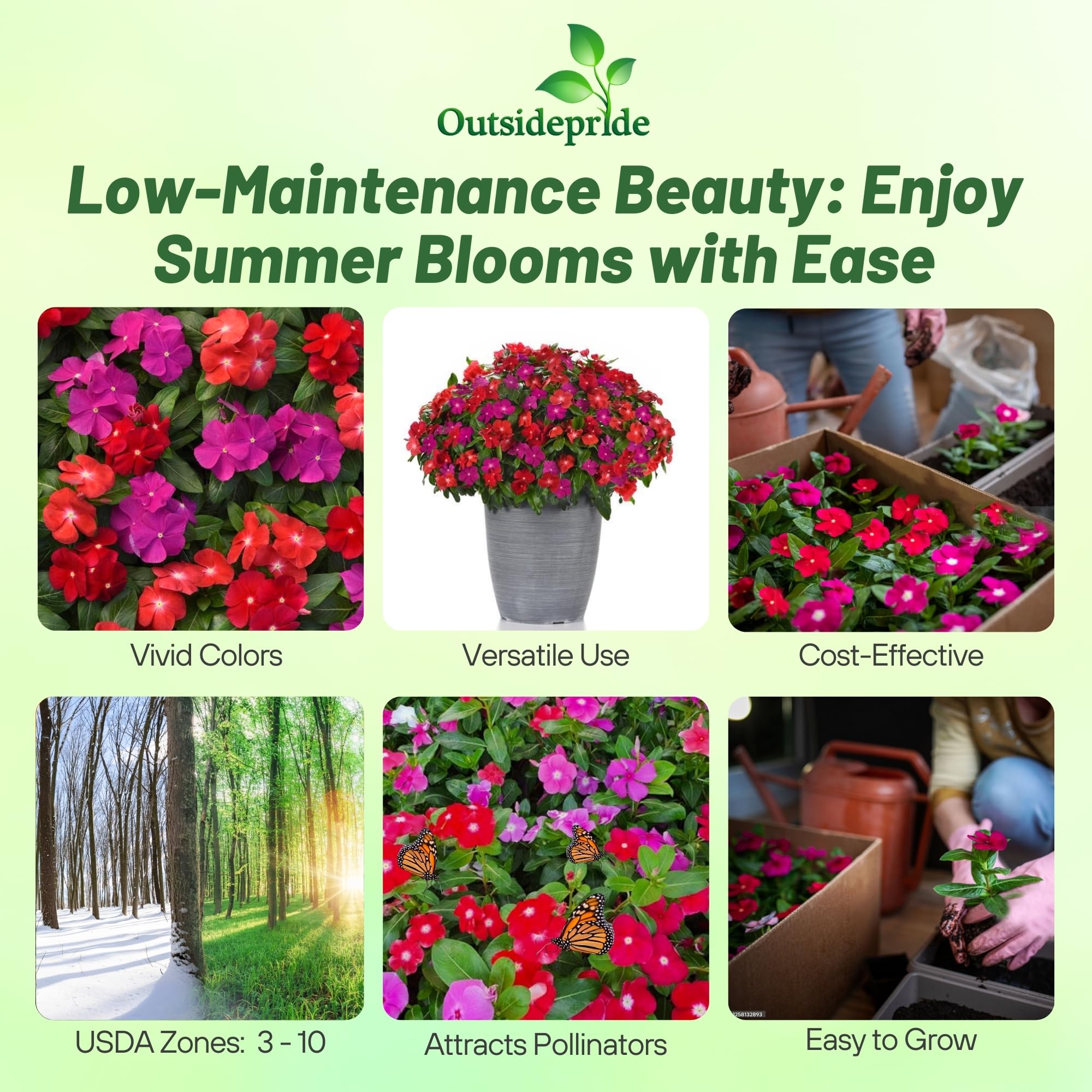 Outsidepride Pacifica XP Bold Mix Periwinkle seedlings – easy-to-grow starters for container gardens.