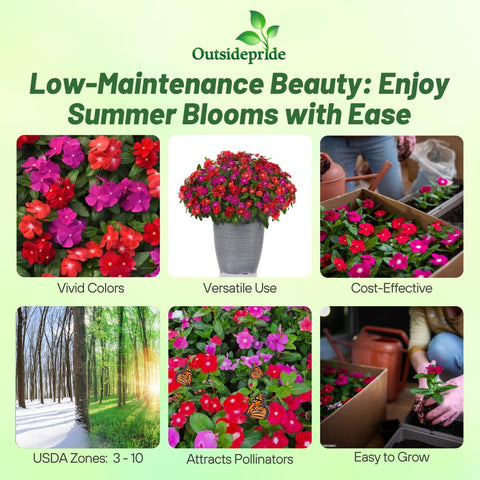 Outsidepride Pacifica XP Bold Mix Periwinkle seedlings – easy-to-grow starters for container gardens.