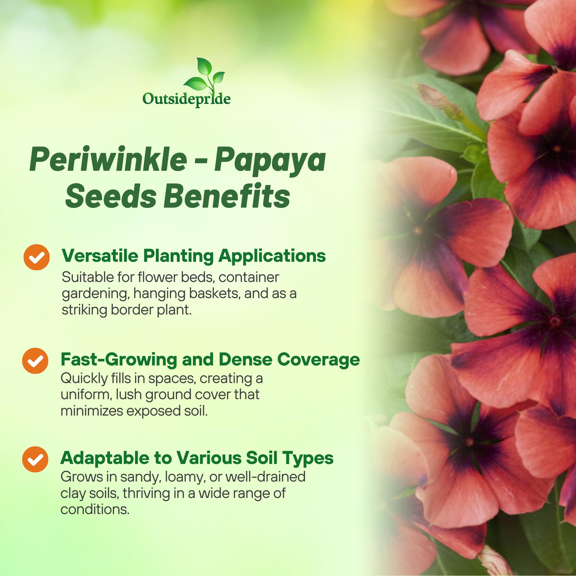 Outsidepride Papaya Periwinkle bloom closeup highlights vivid dark peach petals