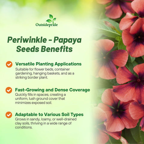 Outsidepride Papaya Periwinkle bloom closeup highlights vivid dark peach petals