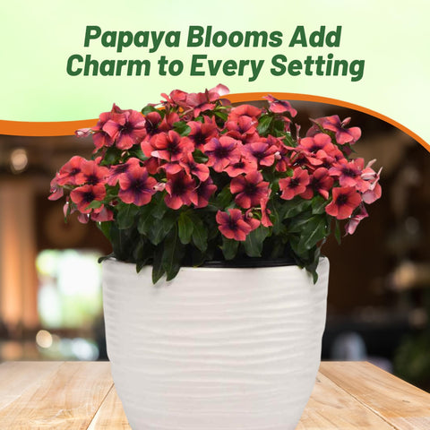 Outsidepride Papaya Periwinkle compact growth ideal for containers and small spaces