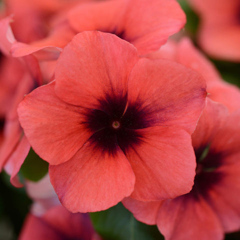Outsidepride Papaya Periwinkle heat-loving annual thriving in hot summers