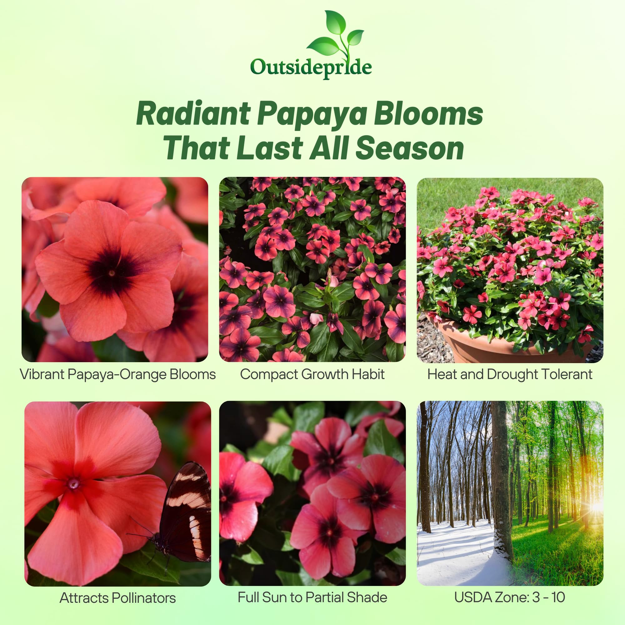 Outsidepride Papaya Periwinkle seeds for garden beds ideal edging and color
