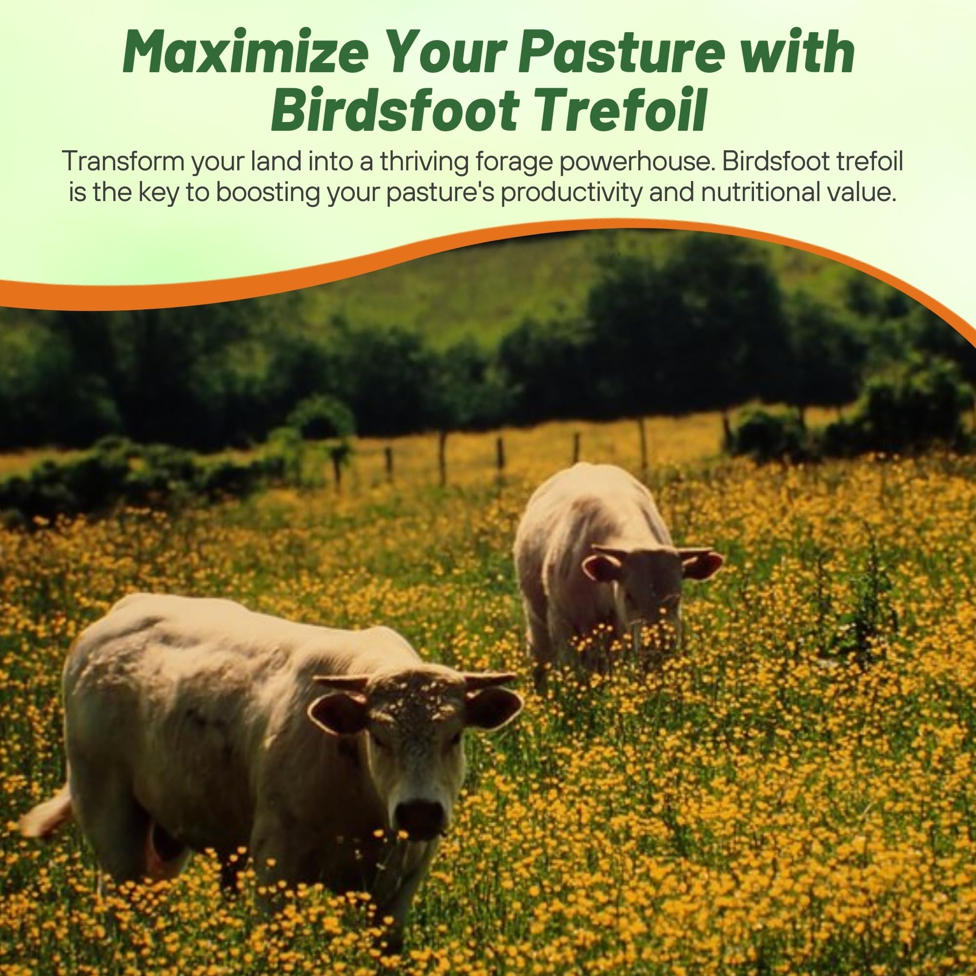 Outsidepride pasture-forage seed pairing birdsfoot trefoil with grasses.
