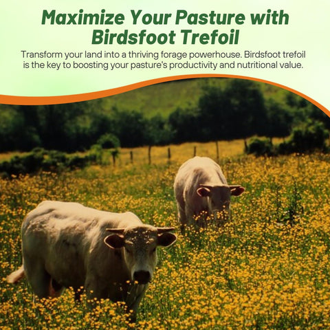 Outsidepride pasture-forage seed pairing birdsfoot trefoil with grasses.