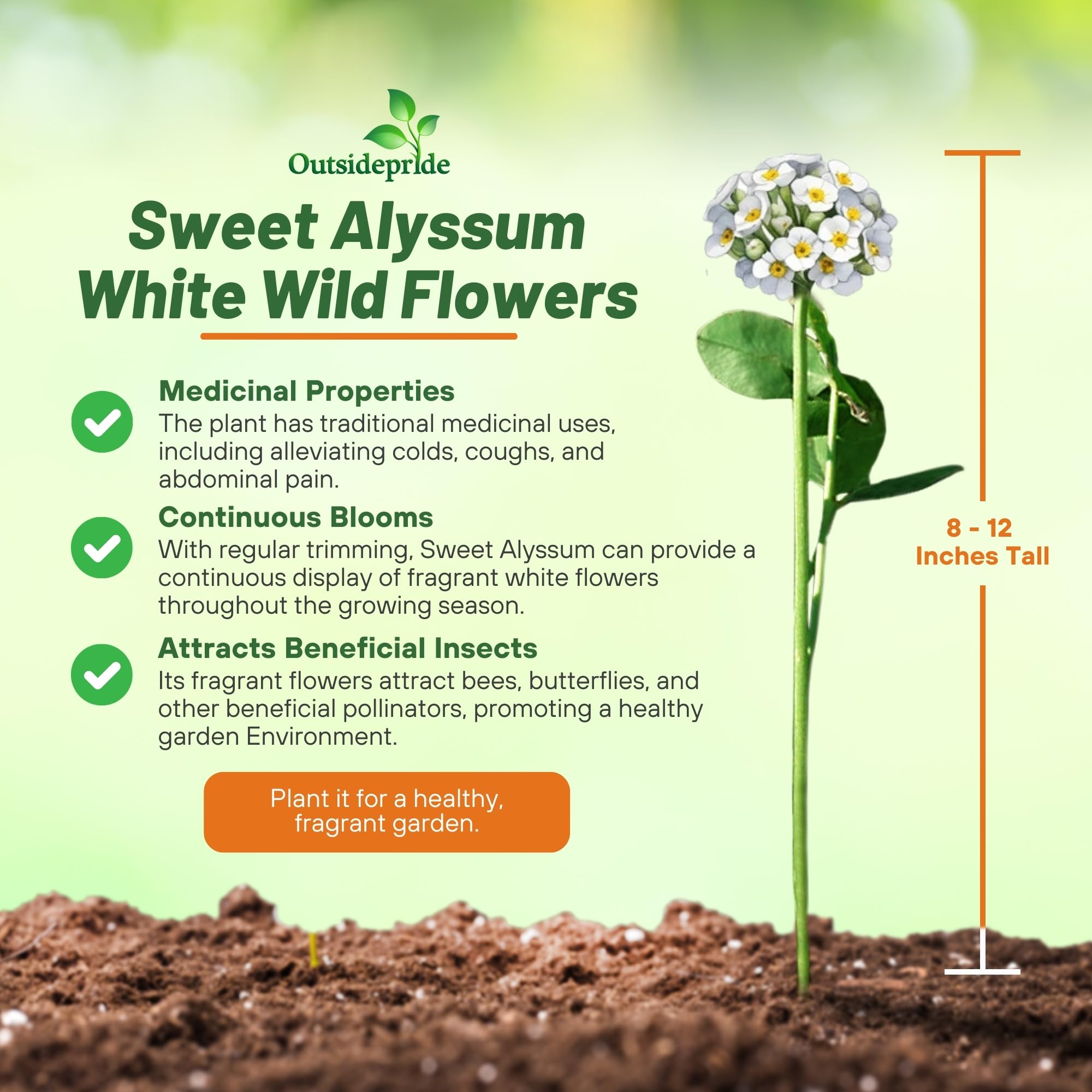 Outsidepride alyssum thriving in zones 7-9 for drought-tolerant landscaping.