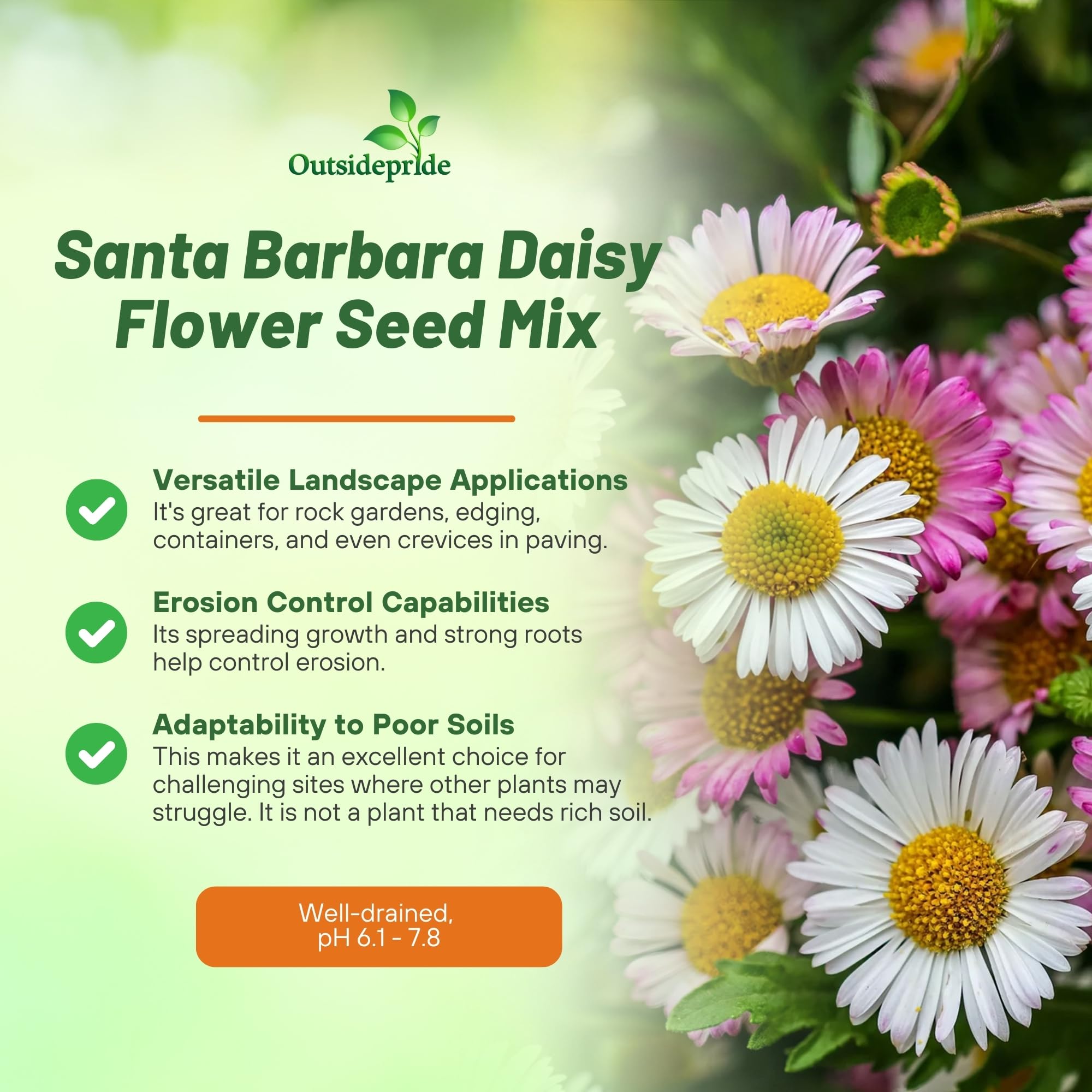 Outsidepride perennial flower seeds drought-tolerant, ideal for dry landscapes