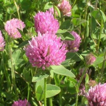 Outsidepride perennial red clover seeds 10lbs for lawn and pasture, nitrogen fixation and soil improvement.
