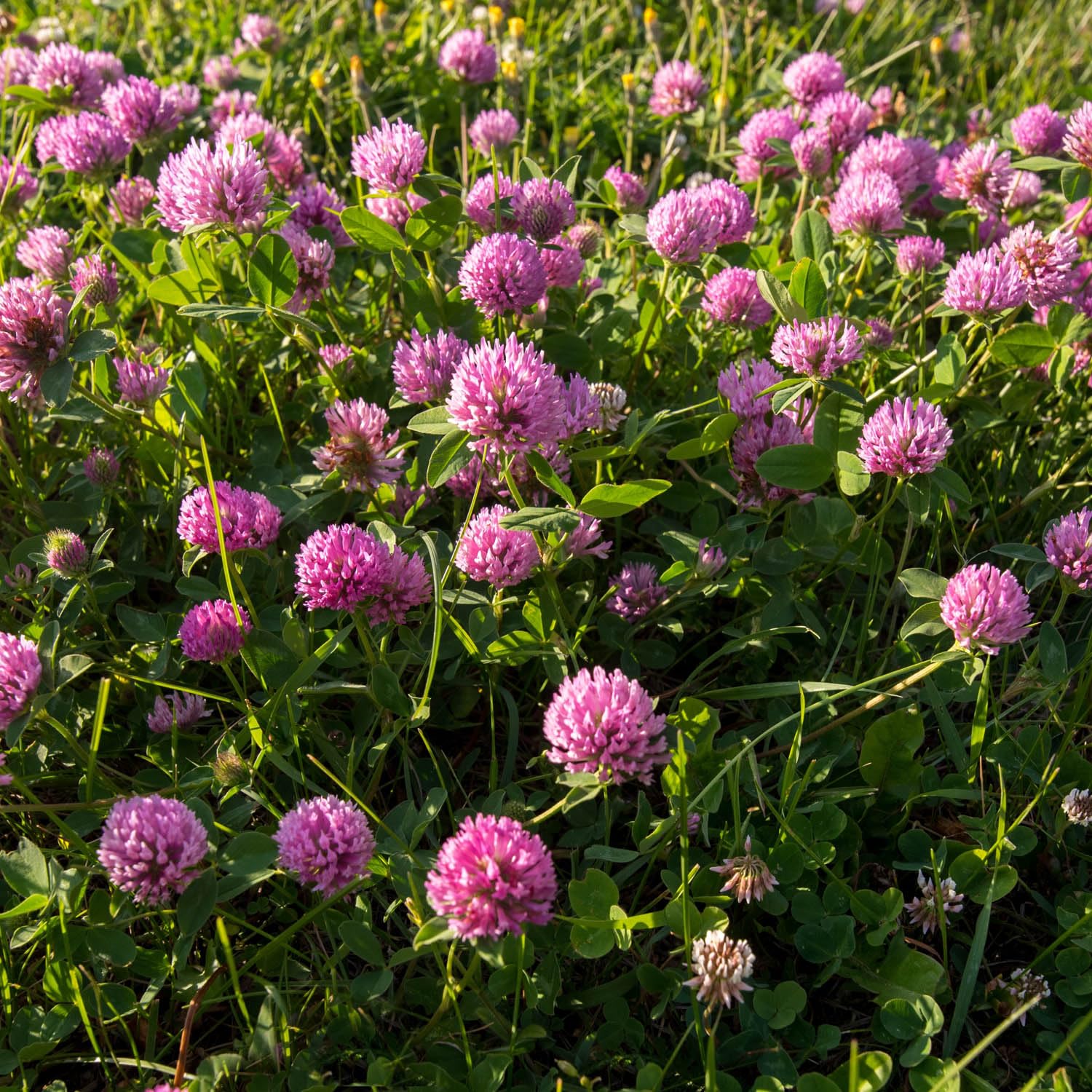 Outsidepride perennial red clover supports productive pasture and quality hay.