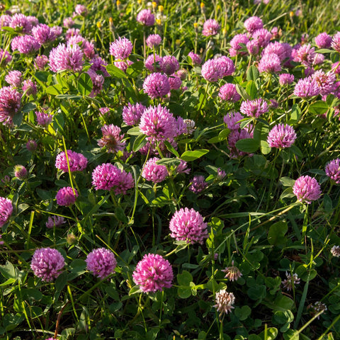 Outsidepride perennial red clover supports productive pasture and quality hay.