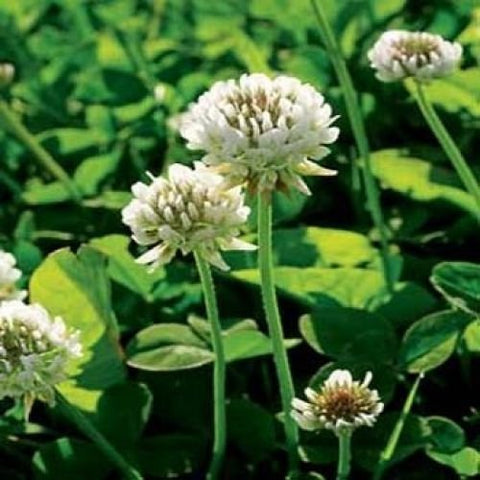 Outsidepride perennial white Dutch clover seed, ideal ground cover and erosion control for lawns.