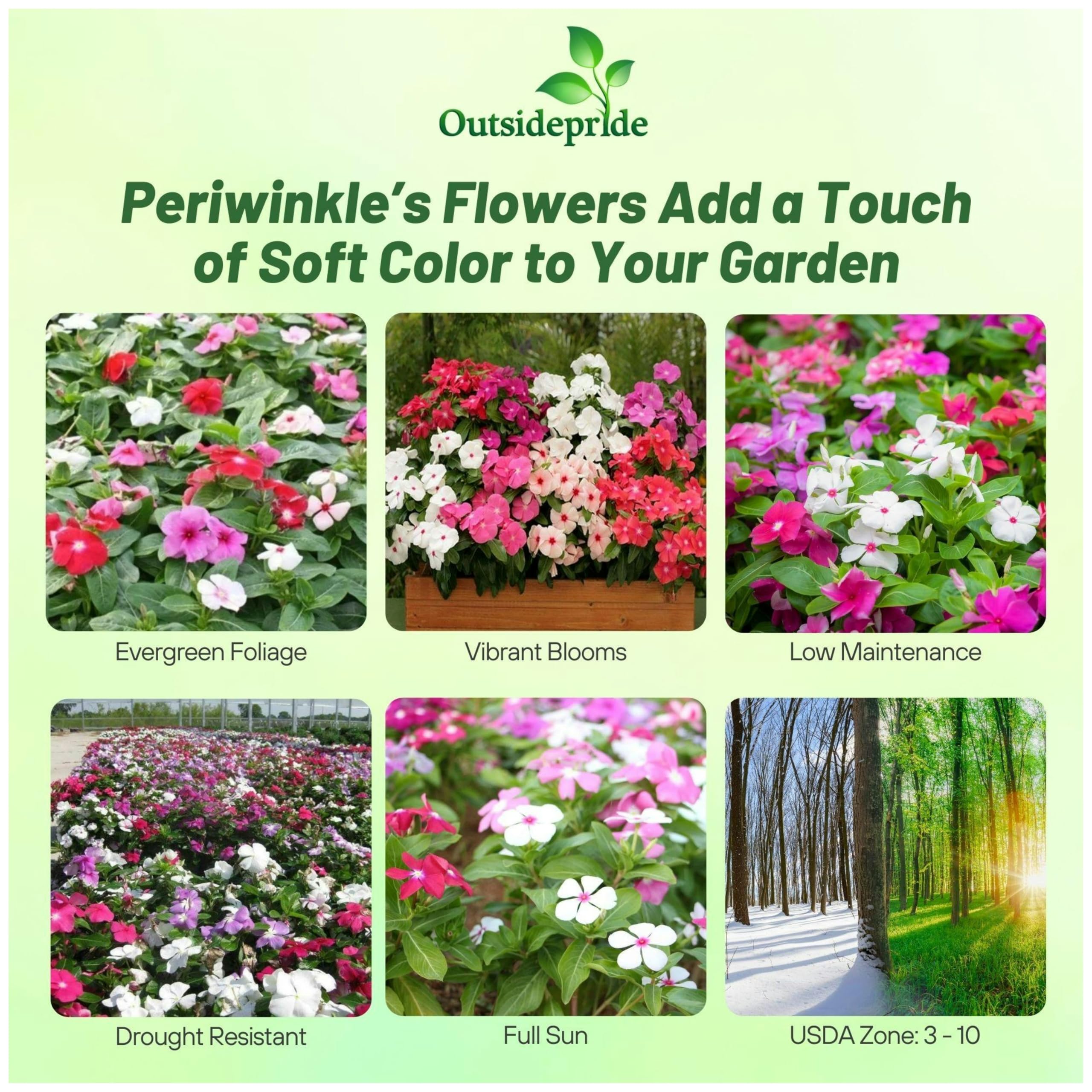Outsidepride periwinkle seeds package display ideal for garden planting
