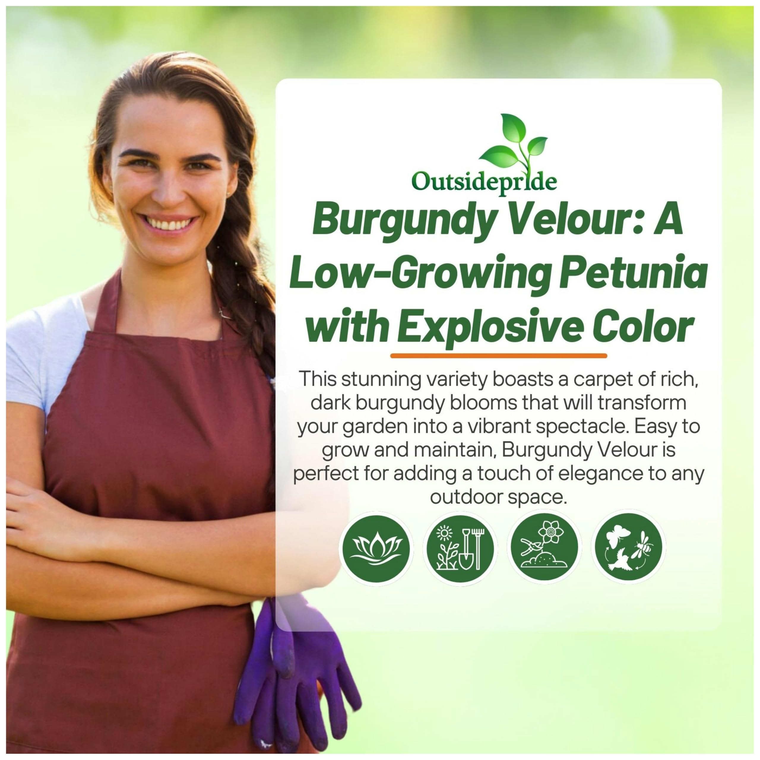 Outsidepride burgundy velour petunia as ground cover and border
