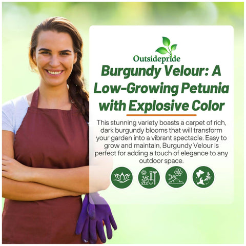 Outsidepride burgundy velour petunia as ground cover and border