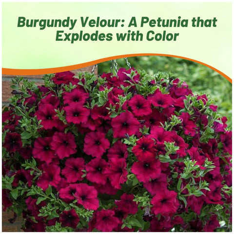 Outsidepride petunia seeds brighten window boxes with easy care