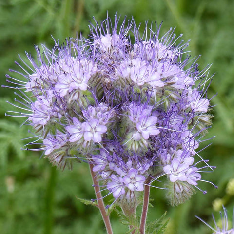 Outsidepride phacelia-easy-care seeds germinate in 7-21 days