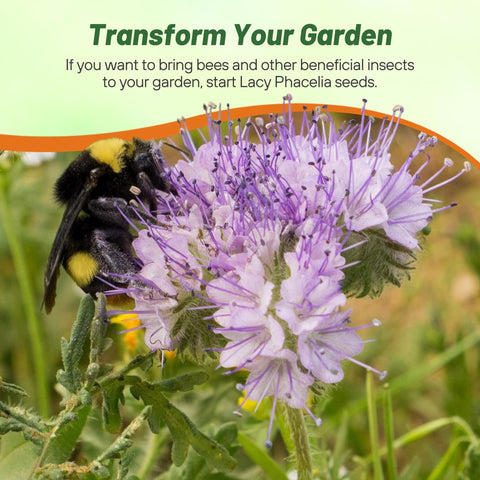 Outsidepride phacelia-long-bloom provides months of color from spring through summer
