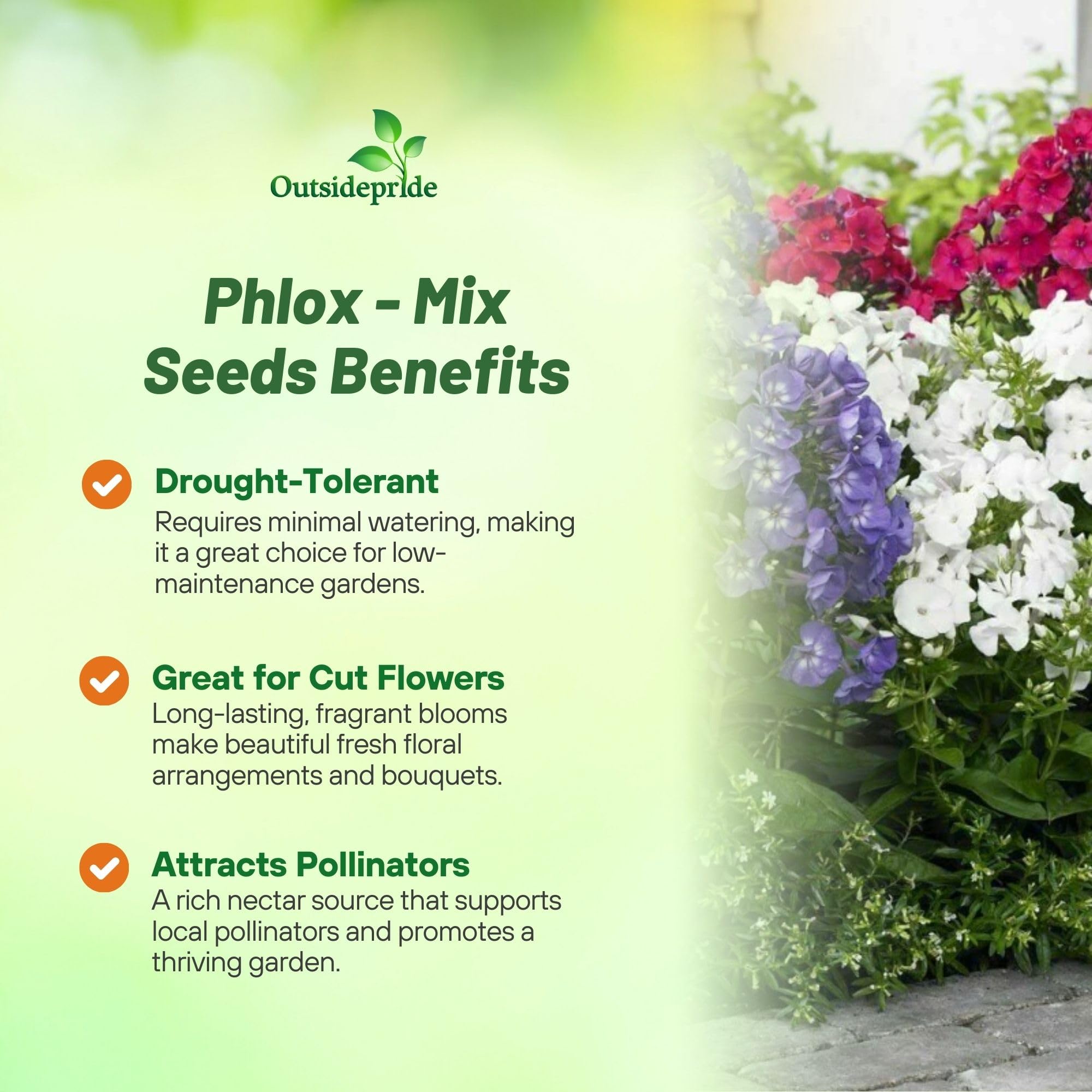 Outsidepride phlox border garden planting demonstrates compact height for borders.