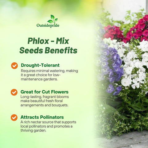 Outsidepride phlox border garden planting demonstrates compact height for borders.