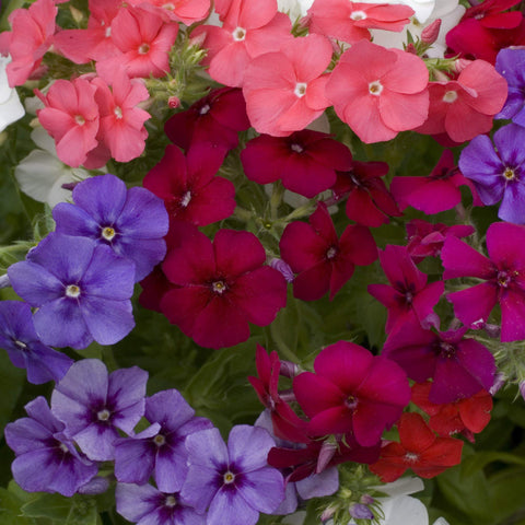 Outsidepride phlox thrives in containers, adding vibrant focal points.
