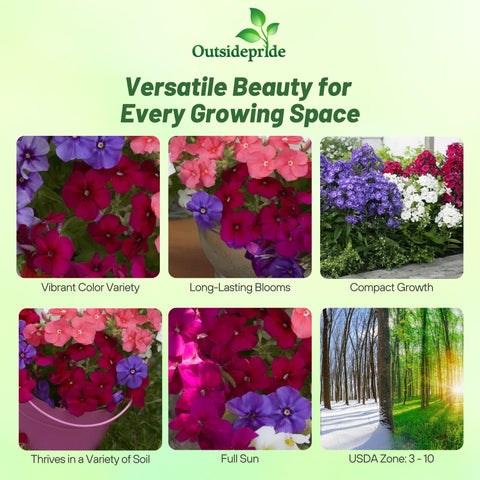 Outsidepride phlox mix blooms closeup displaying vivid petals and long-lasting color.