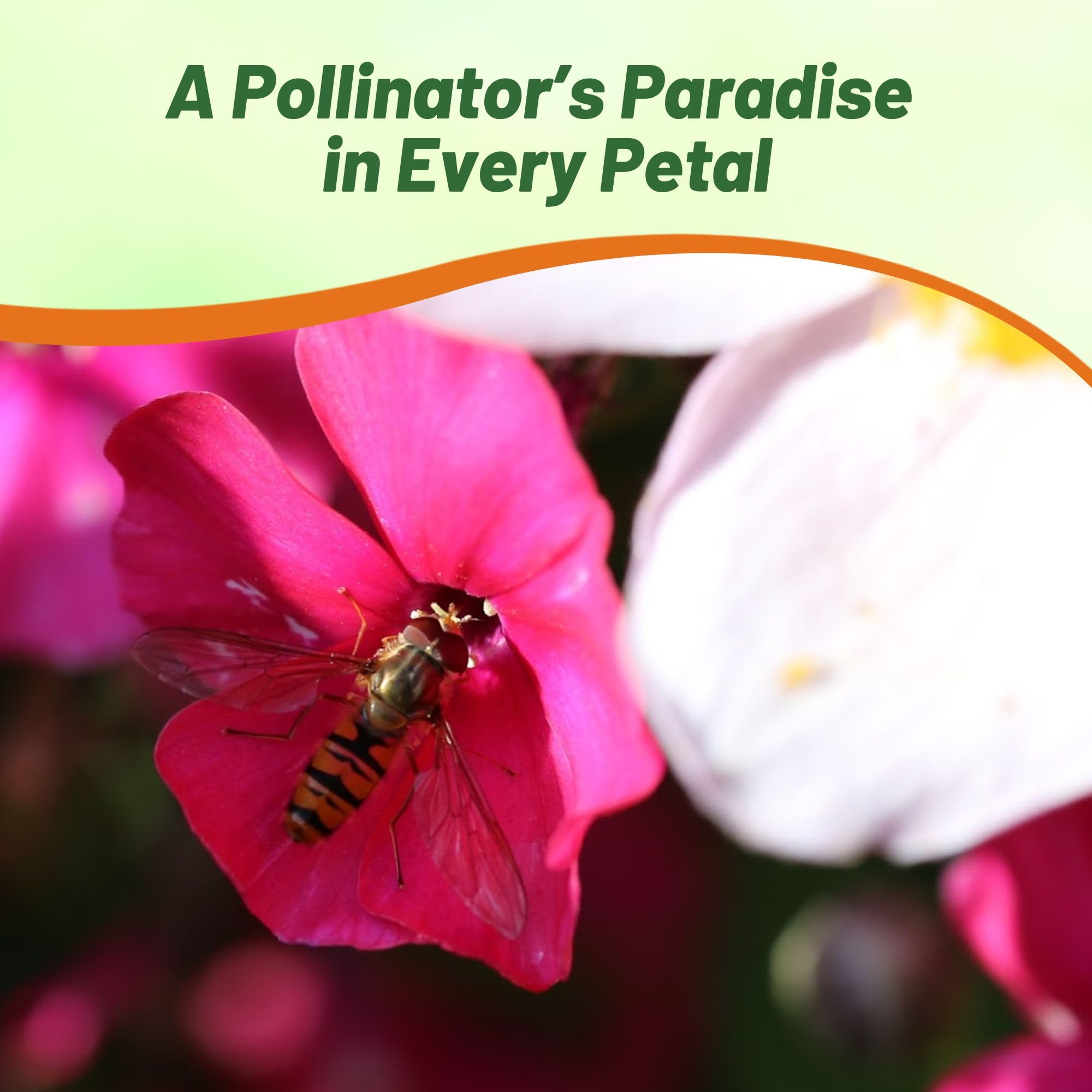 Outsidepride phlox attracts bees and butterflies for pollinator-friendly gardens.