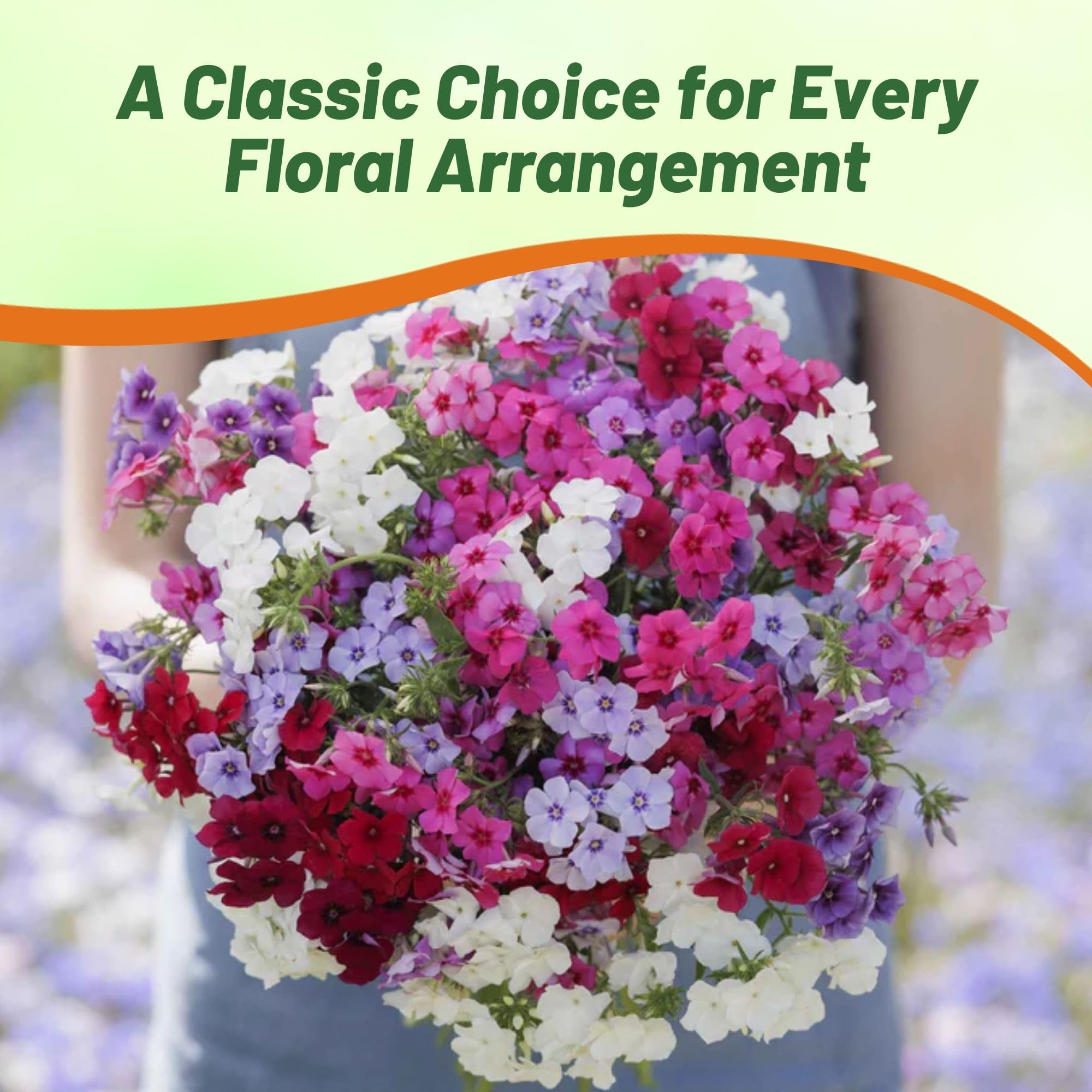 Outsidepride phlox self-seeding annual offers renewed color with ease.