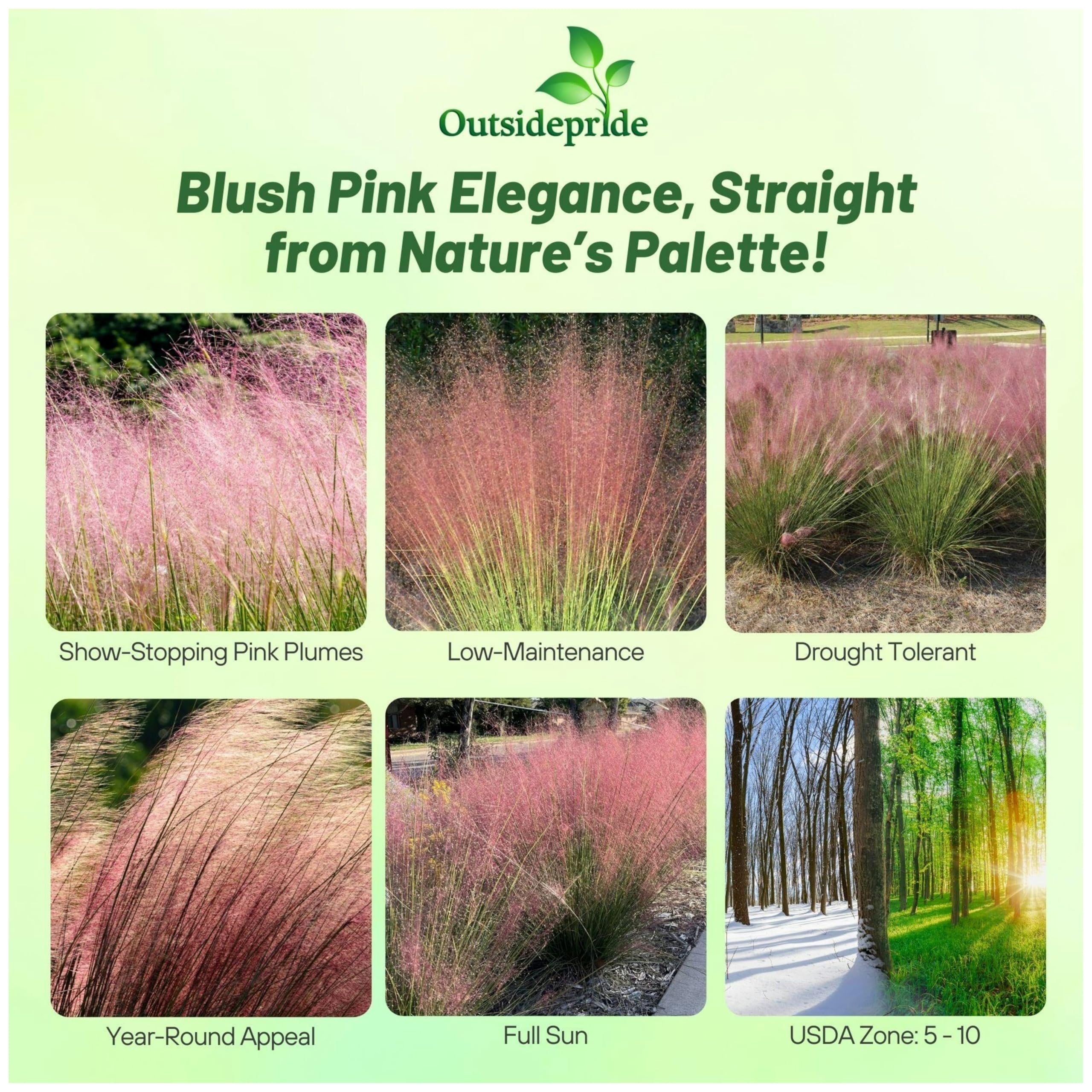 Outsidepride Pink Muhly in garden border provides color and texture.