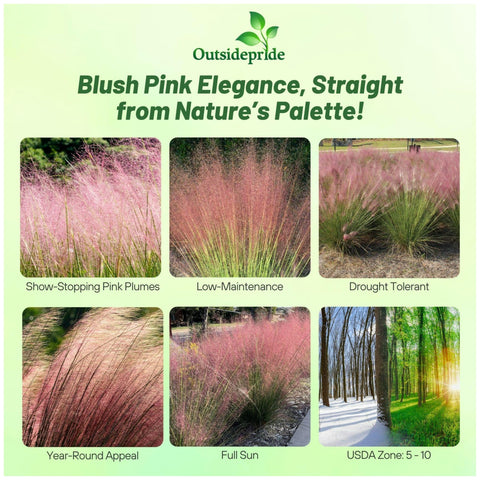 Outsidepride Pink Muhly in garden border provides color and texture.
