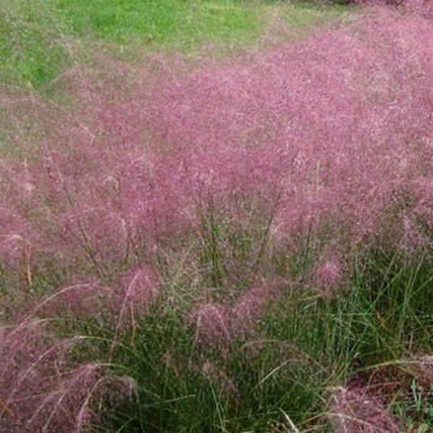 Outsidepride Pink Muhly ornamental grass seeds highlight borders and drought-tolerant landscaping.