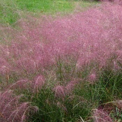 Outsidepride Pink Muhly ornamental grass seeds highlight borders and drought-tolerant landscaping.