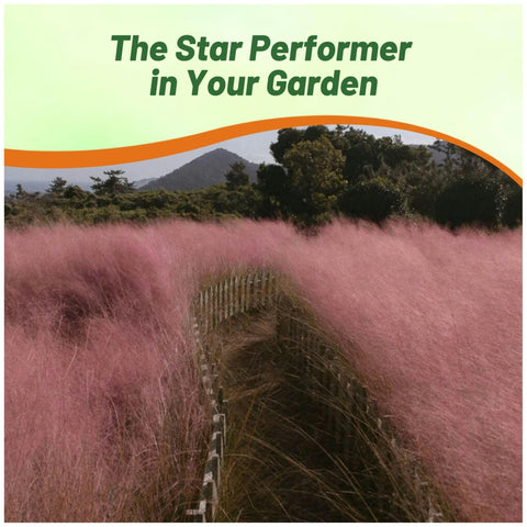 Outsidepride Pink Muhly plume closeup highlights feathery pink plumes.