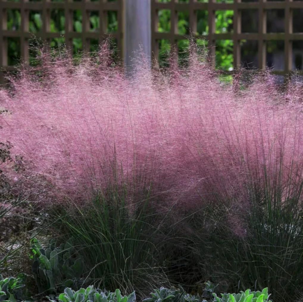 Outsidepride Pink Muhly seed packet ready for planting.