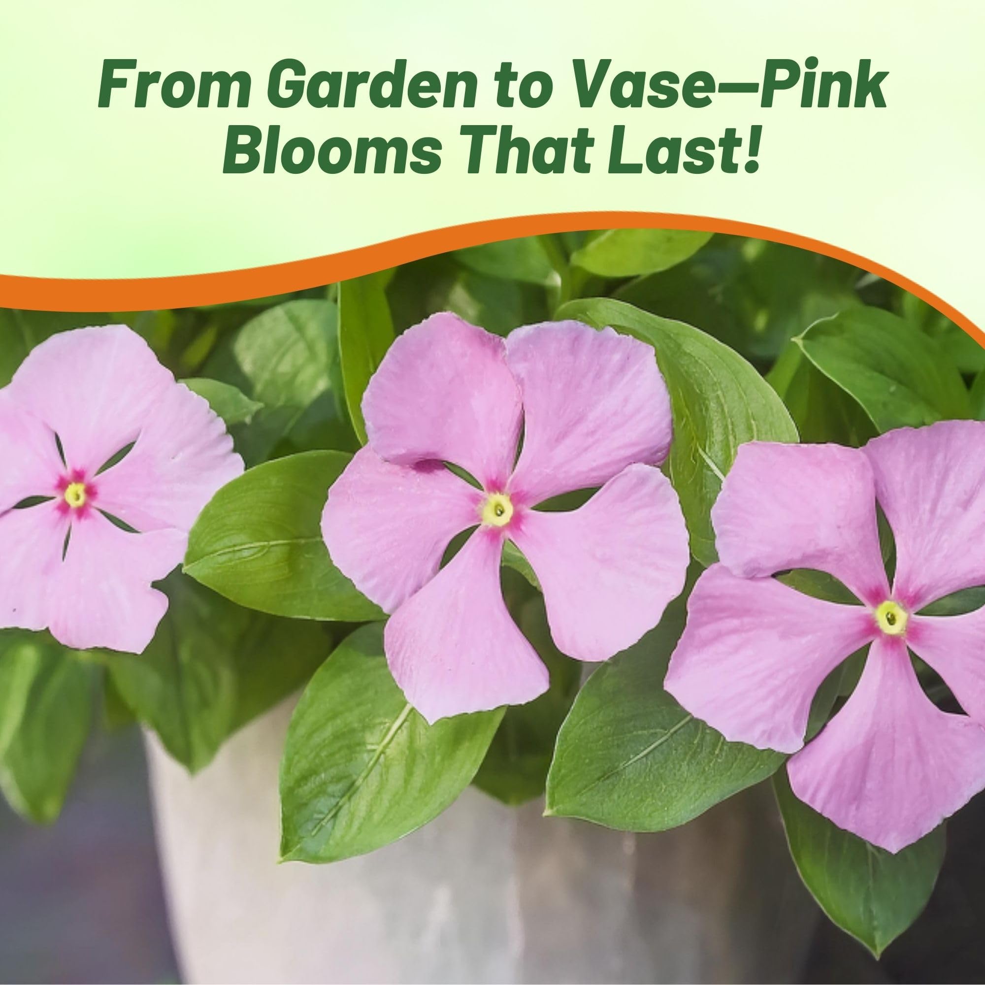 Outsidepride Pink Periwinkle seeds provide drought resilience for low-water gardens.