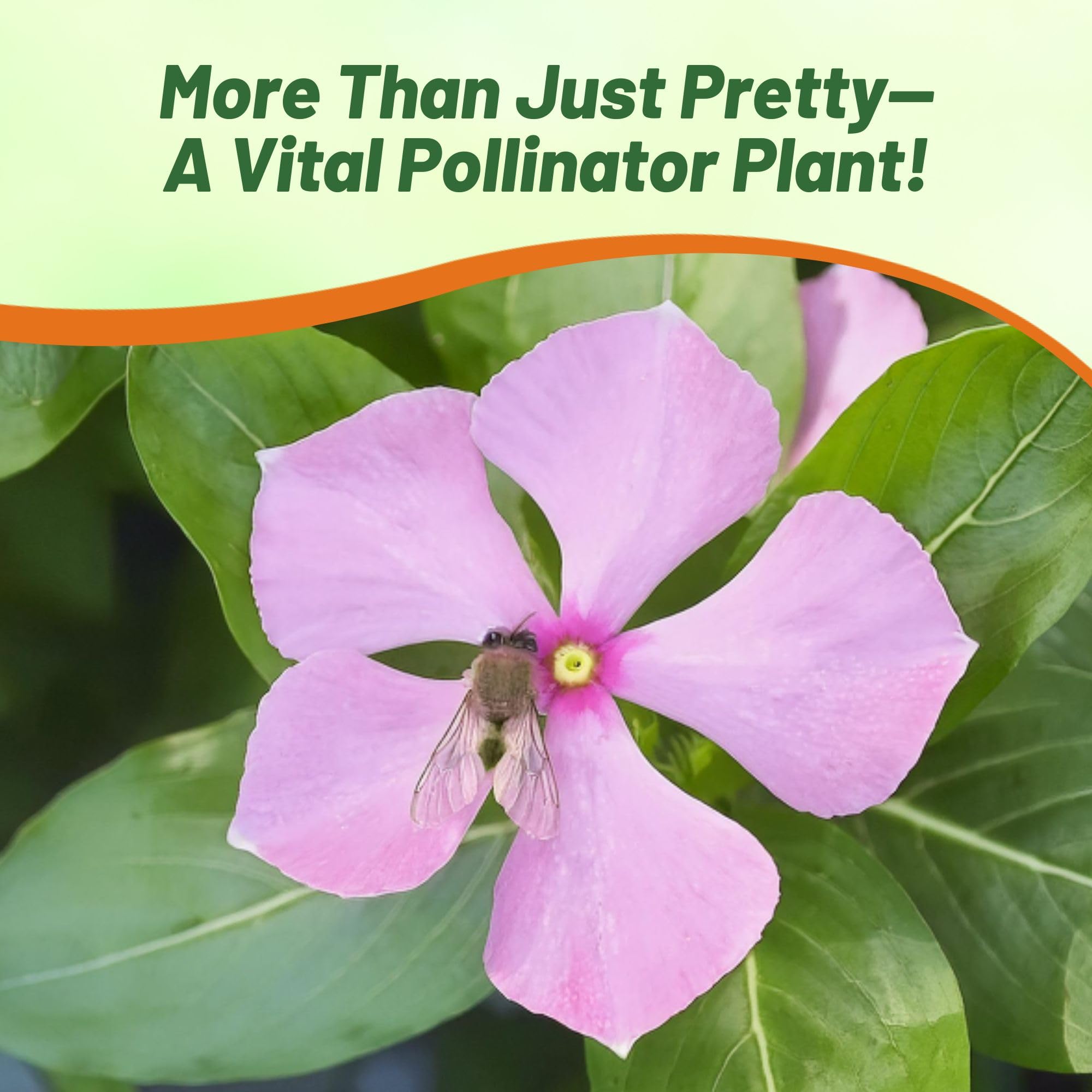 Outsidepride Pink Periwinkle seeds show easy indoor germination.