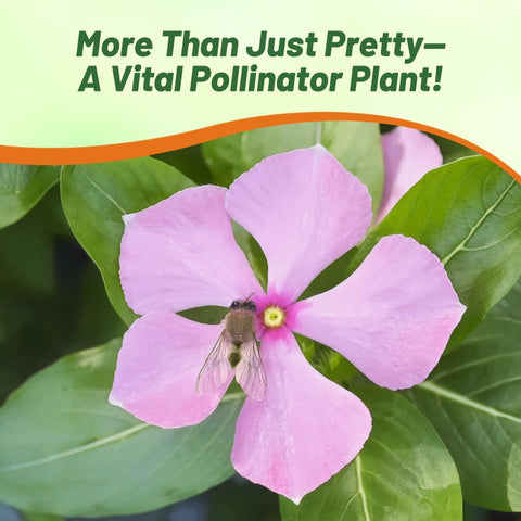 Outsidepride Pink Periwinkle seeds show easy indoor germination.