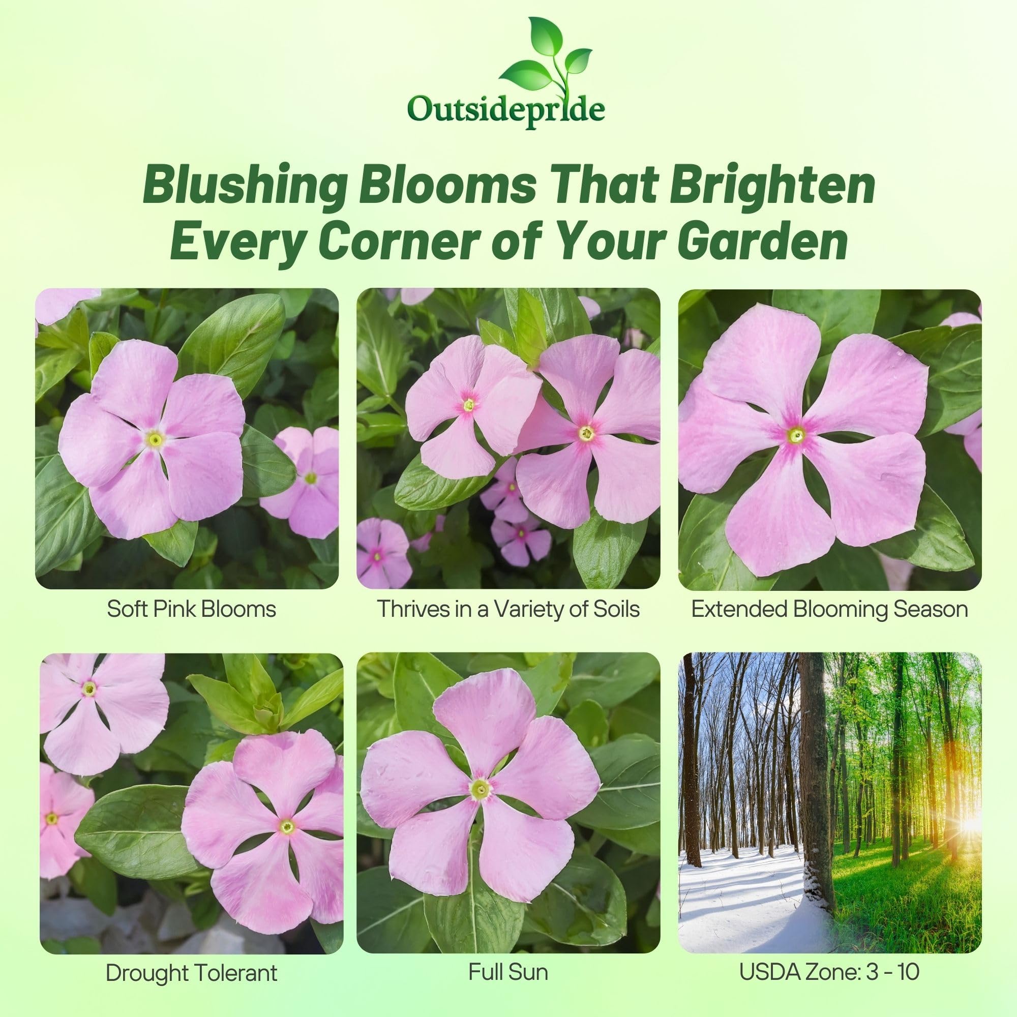 Outsidepride Pink Periwinkle seeds show heat tolerance for sunny borders.