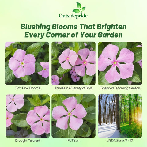 Outsidepride Pink Periwinkle seeds show heat tolerance for sunny borders.