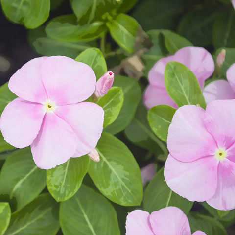 Outsidepride Pink Periwinkle seeds yield vibrant pink blooms.