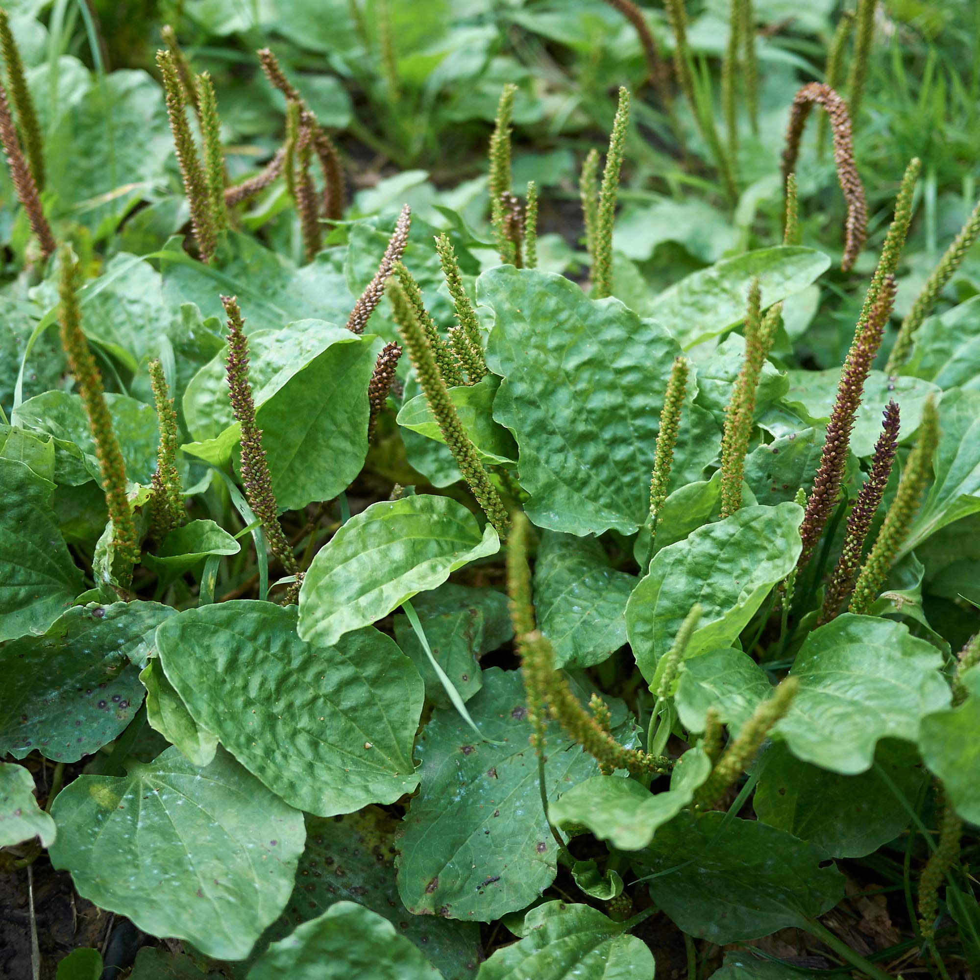 Outsidepride plantain leaves show edible raw or cooked uses in cooking