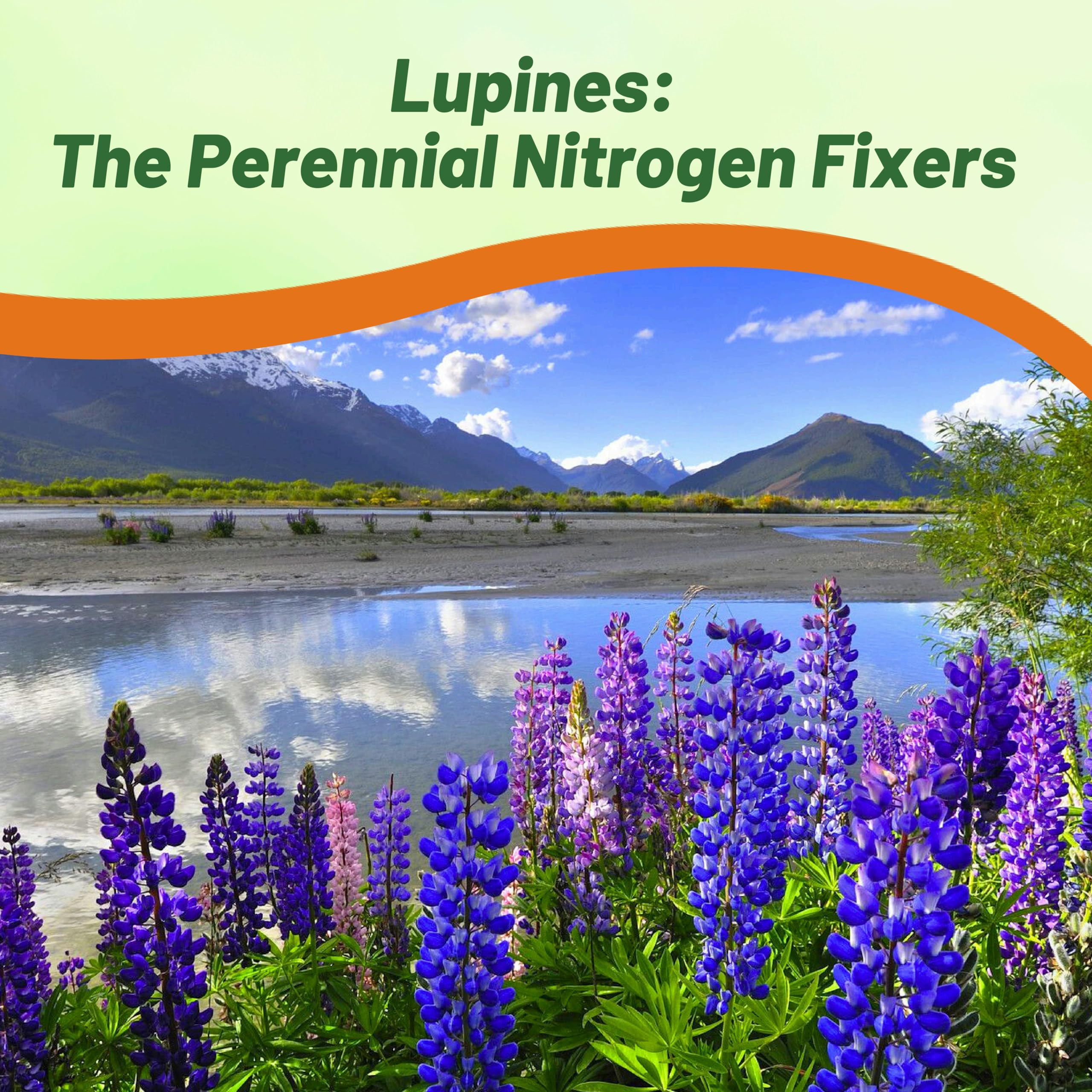 Outsidepride lupine attracts butterflies and hummingbirds to flower beds.