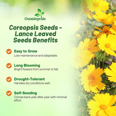 Outsidepride Pollinator-friendly Coreopsis inviting bees and butterflies to the garden.