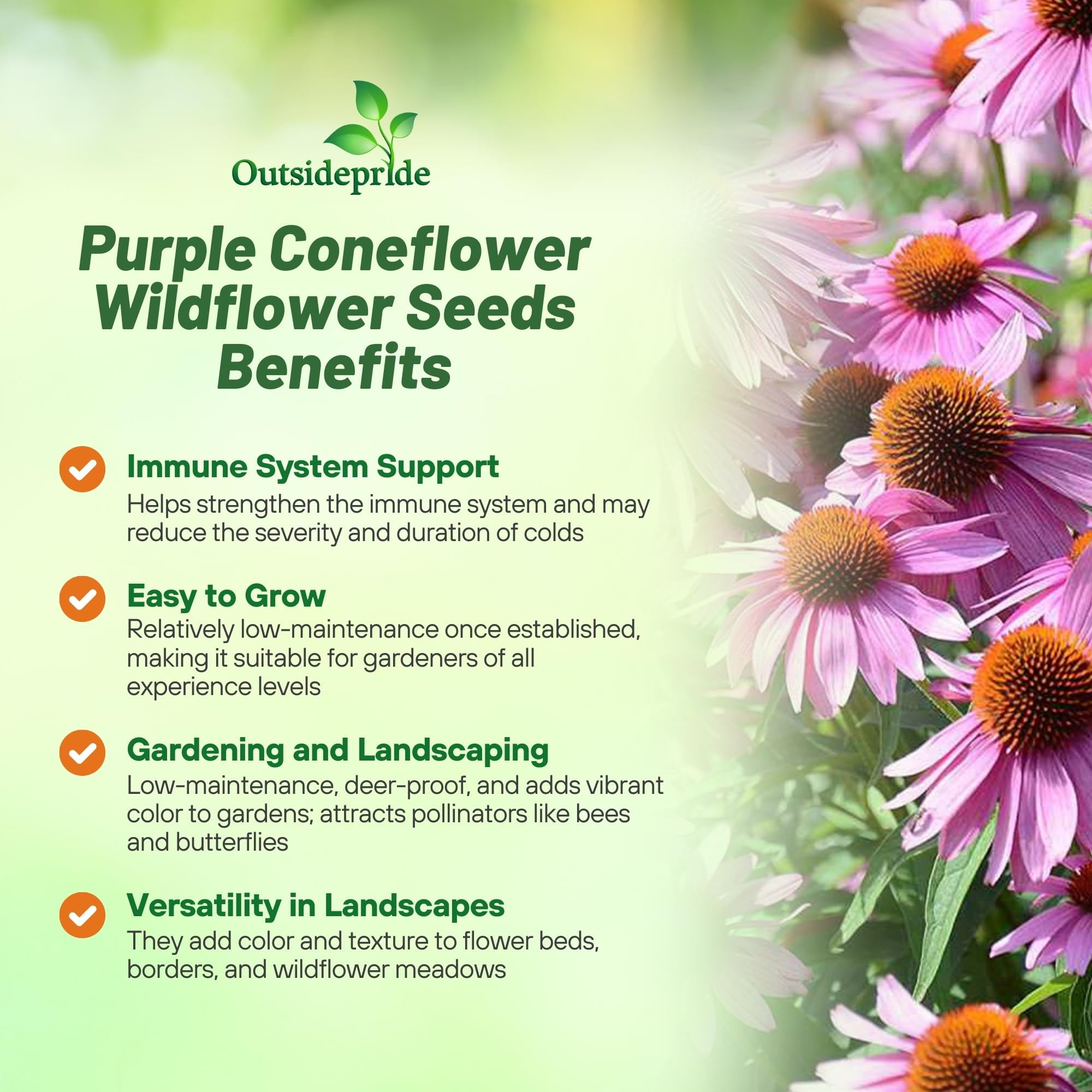 Outsidepride coneflower blooms attract bees and butterflies for pollinator habitats